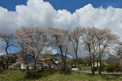 グラウンドの桜
