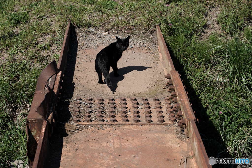 5559　黒猫