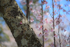 彼岸桜