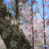 彼岸桜