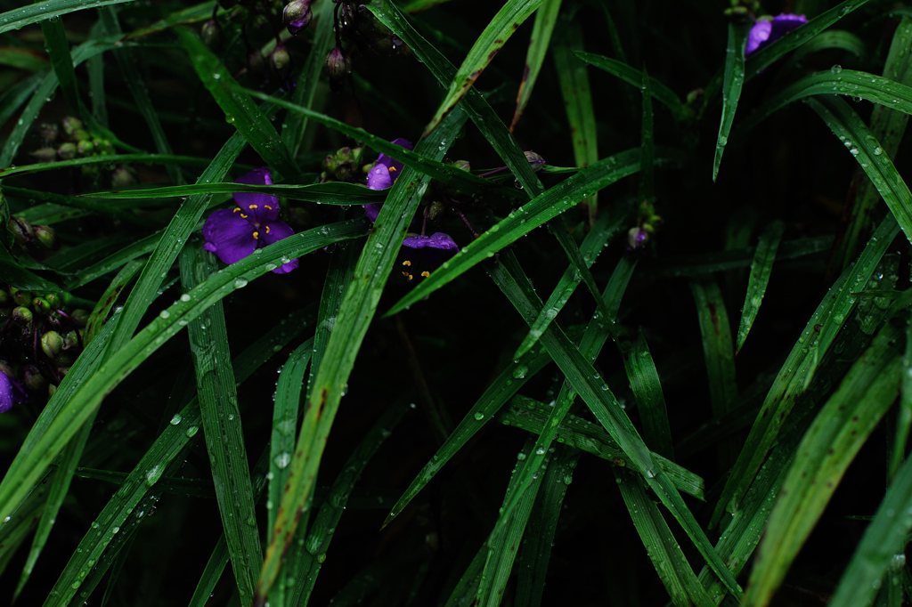 梅雨の素描