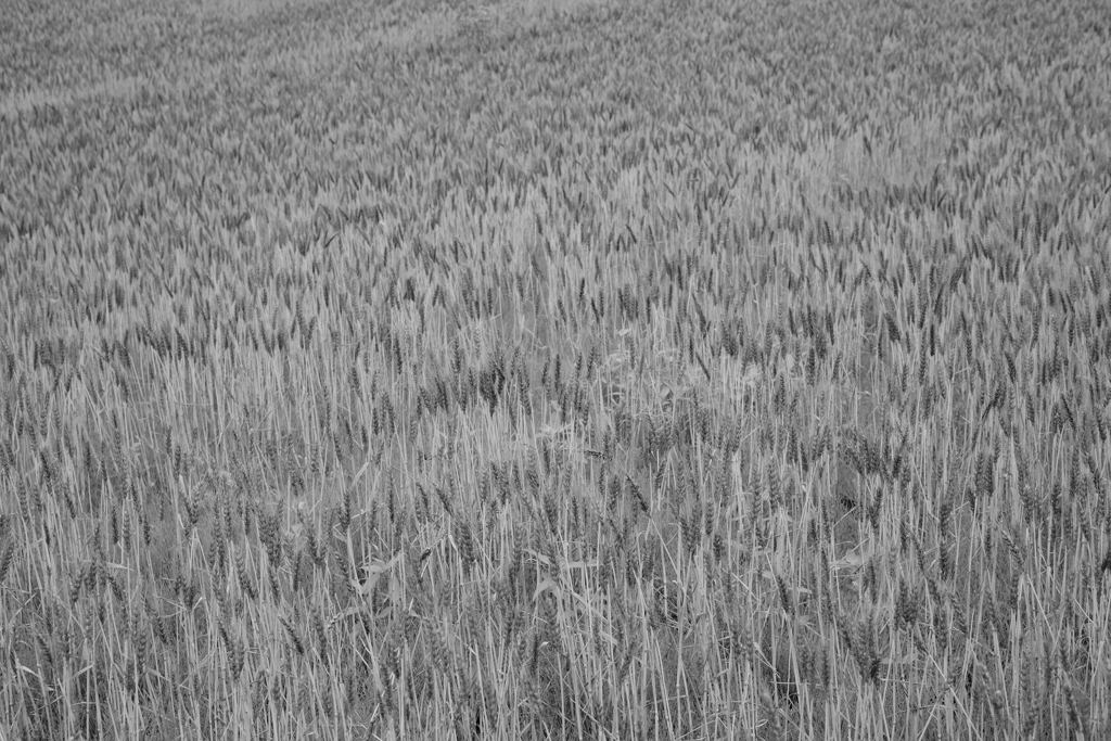 無彩の麦