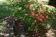 ツツジ落花