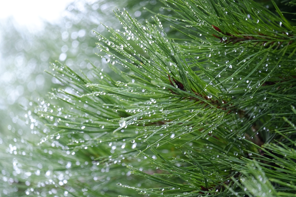 しぶり雨