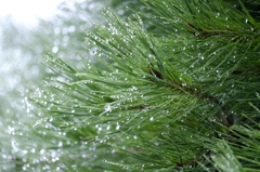 しぶり雨