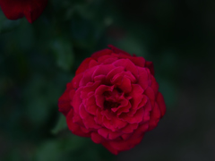 5255　紅一輪