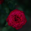 5255　紅一輪