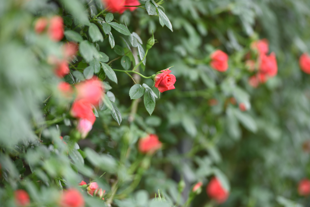 ROSE（飼い慣らされた赤）