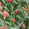 ROSE（飼い慣らされた赤）