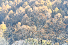 小枝（＃）