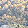 小枝（＃）