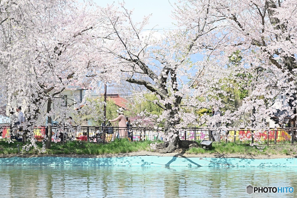 桜
