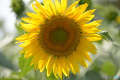 THE　SUN