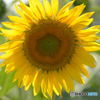 THE　SUN