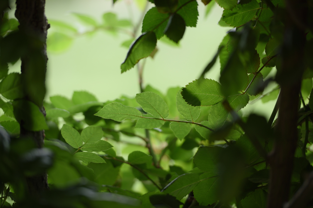 花園（客体の美）