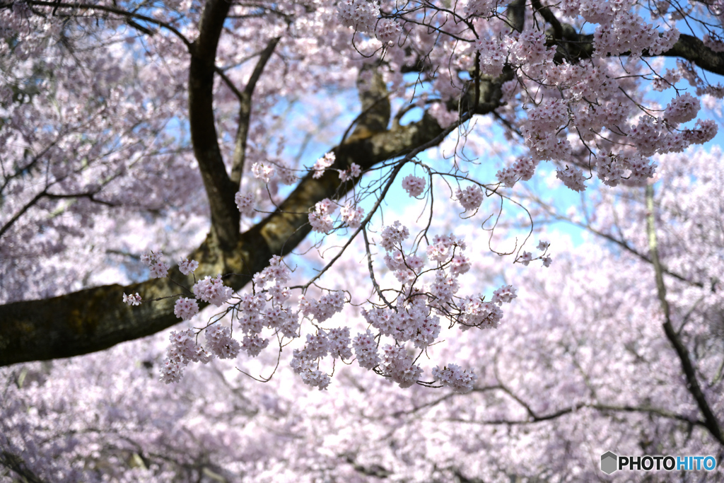 高遠コヒガン桜