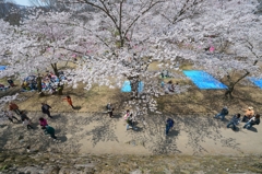 馬場の桜