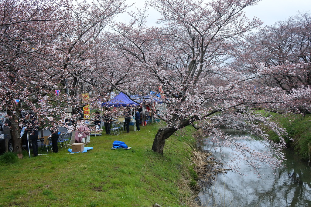 桜市18