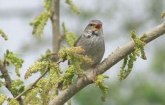 ウグイスのさえずり