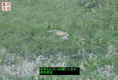 コミミズク71