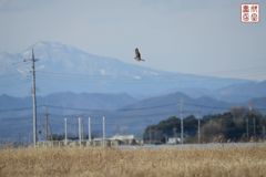 陽炎16