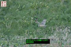 コミミズク72