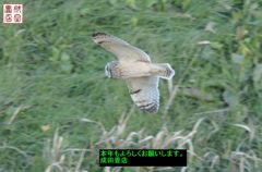 コミミズク70