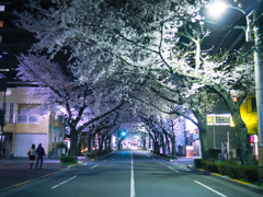 桜のトンネル