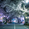 桜のトンネル