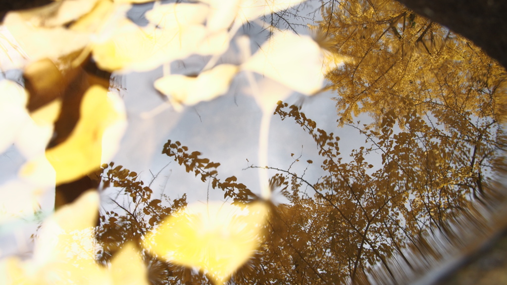 水鏡の中