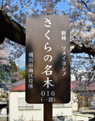 さくらの名木