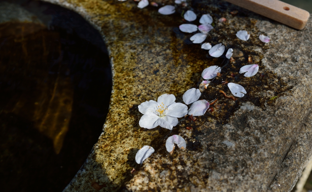 桜、散る