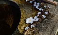 桜、散る