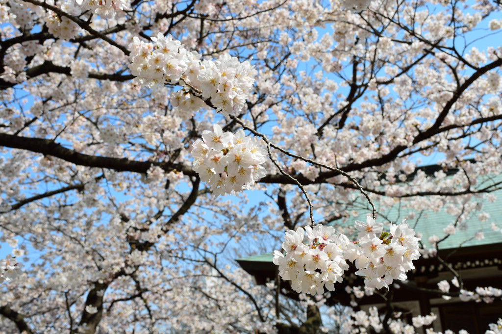 ～桜～