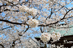 ～桜～