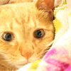 にゃん