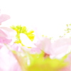 花束