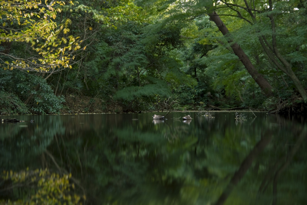 静かな森の静かな池で