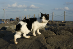 海猫