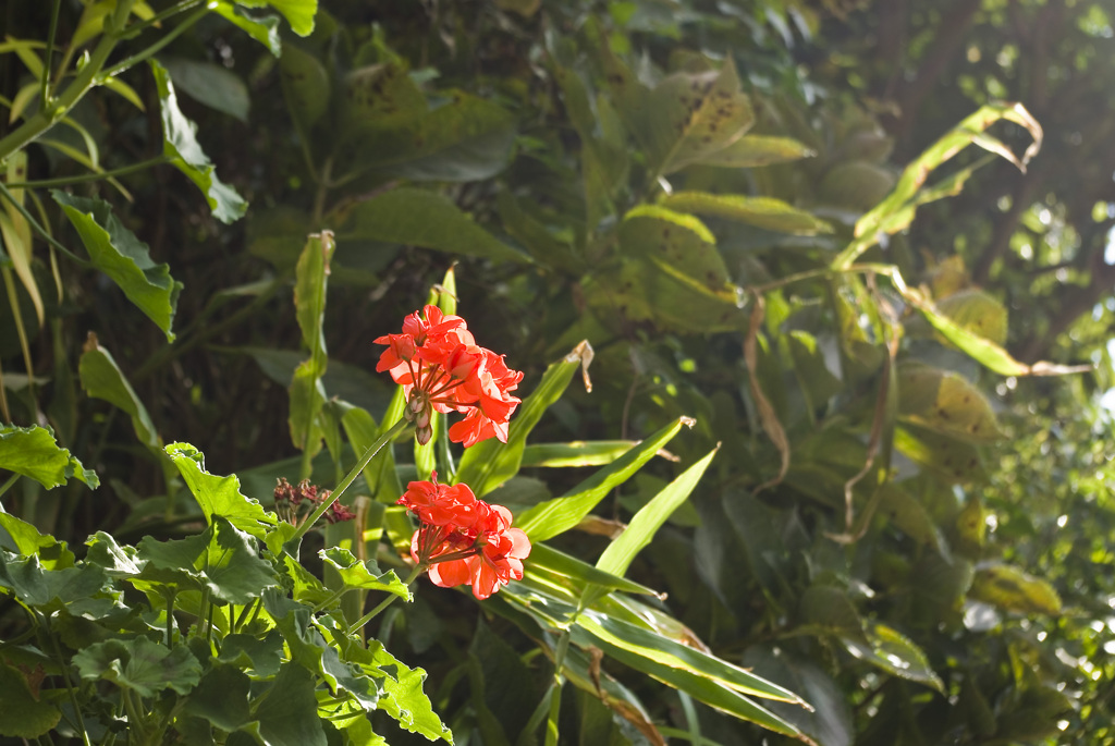 花の横顔