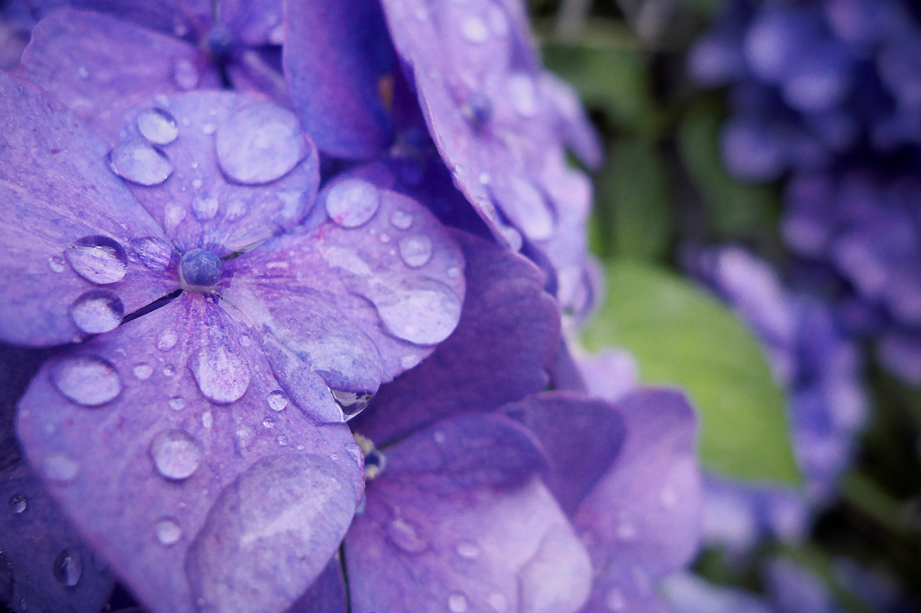 6月の花