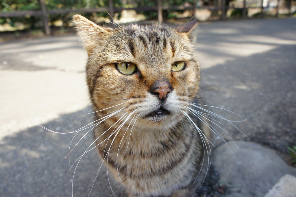 なんだよ野良ねこ