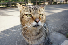 なんだよ野良ねこ