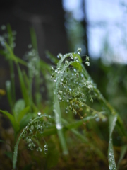 朝露