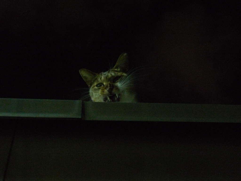 真夜中の猛獣
