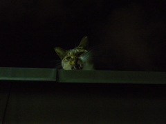 真夜中の猛獣