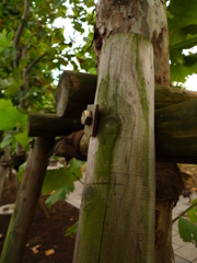 苔メイク