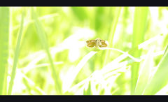 蝶光合成