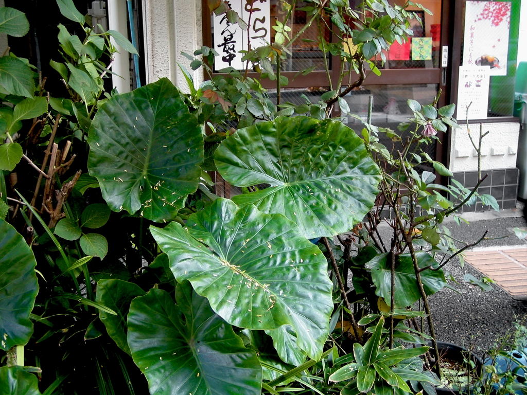 おお～きい葉っぱ