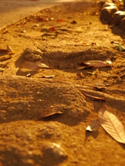 陽だまりに落ち葉